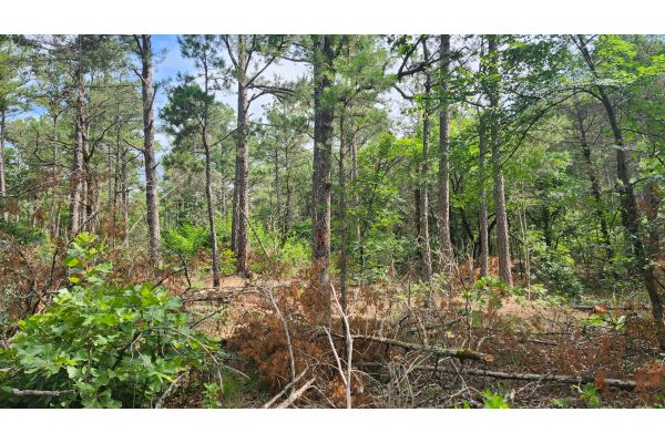Partners Revitalize Healthy Habitats in The Natural State