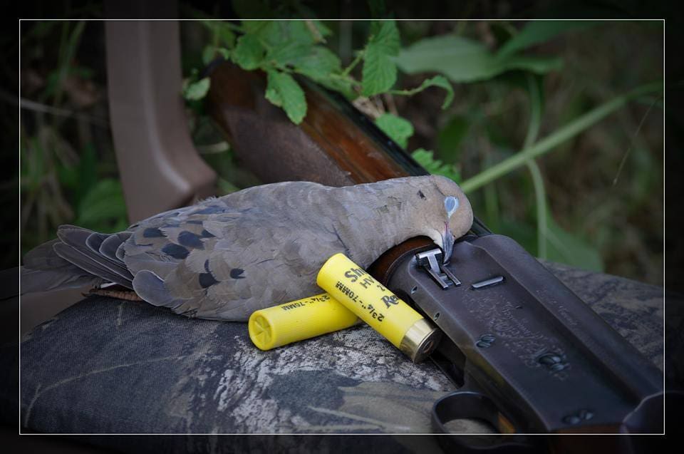 The HuntingLife Guide to Dove Hunting