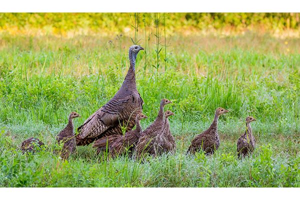 Spring shotgun turkey season opens April 18